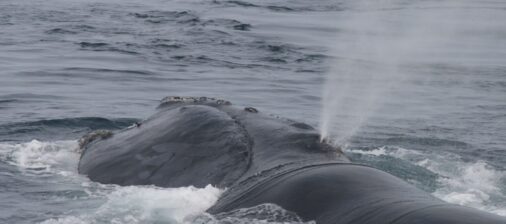 North Atlantic Right Whale – Courtesy of NOAA Photo Library